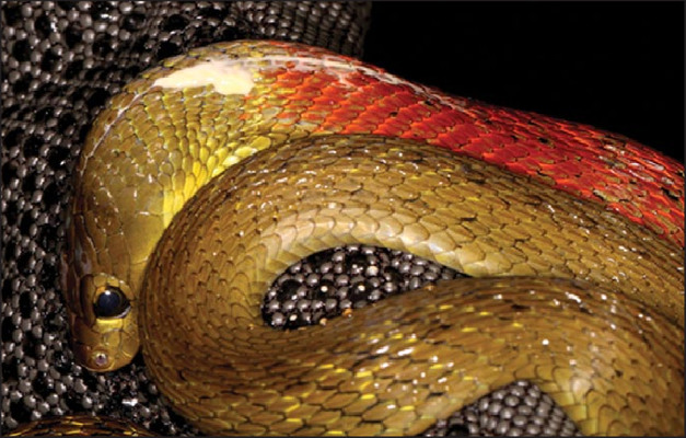 La toxine perlant sur le cou de Rhabdophis subminiatus.