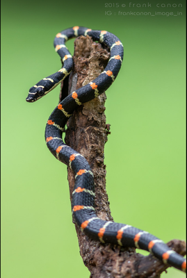 Chrysopelea ornata, le serpent volant orné.