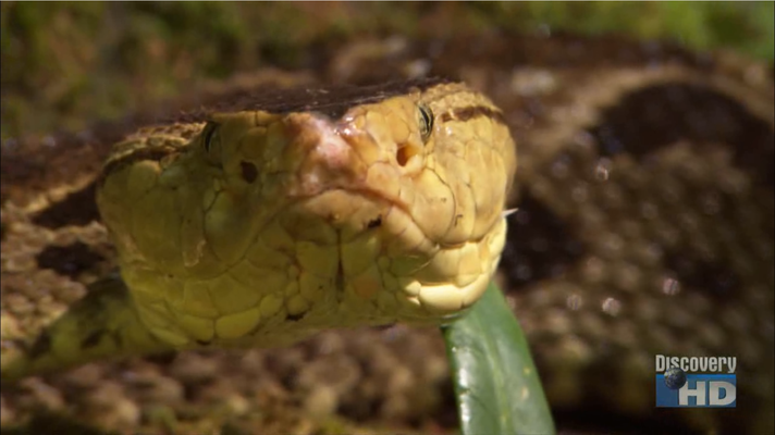 L'énorme Terciopelo (Bothrops asper) capturé par Austin Stevens.