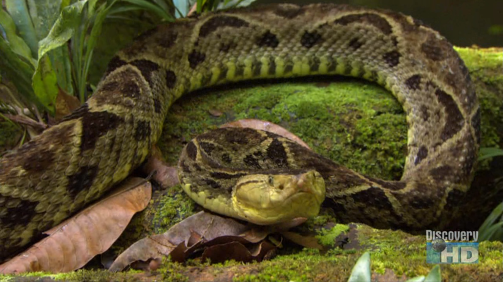 L'énorme Terciopelo (Bothrops asper) capturé par Austin Stevens.