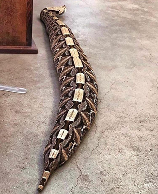 Large Vipère du Gabon.