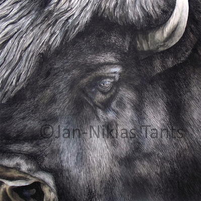 Bison, 38 x 38 cm, 2016, Original verfügbar