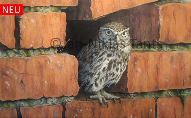 Steinkauz, 40 x 25 cm, 2019, Original verfügbar