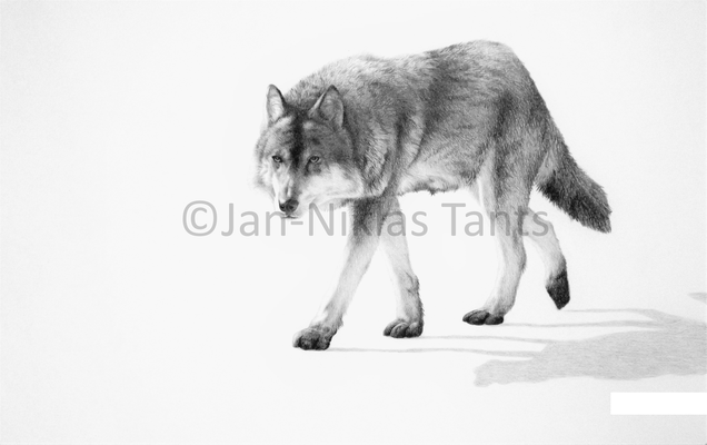 Wolf, 34.5 x 24.5 cm, 2015