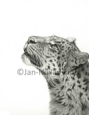 Amurleopard, 33 x 43 cm, 2016, Drucke verfügbar