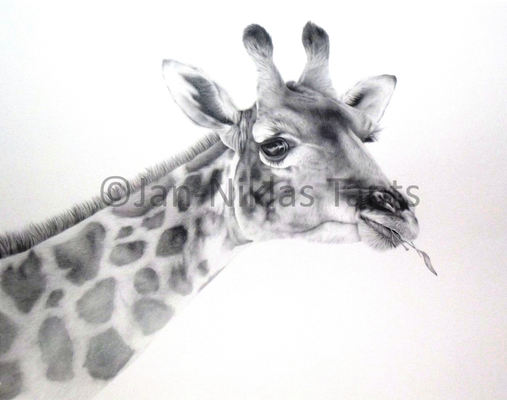 Giraffe, 52.5 x 37.5 cm, 2015