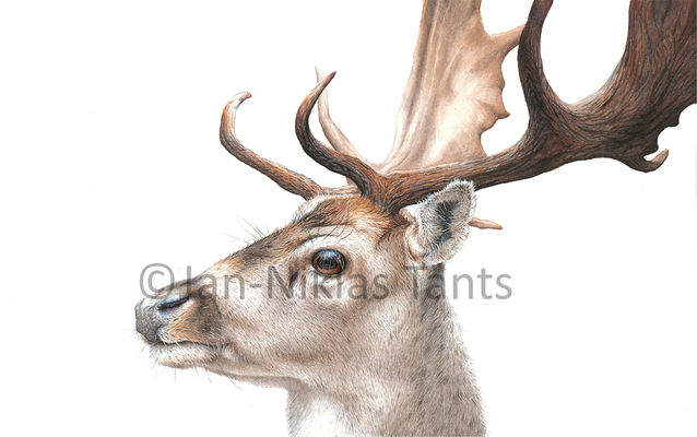 Damhirsch, 40 x 25 cm, 2018, Original und Drucke verfügbar