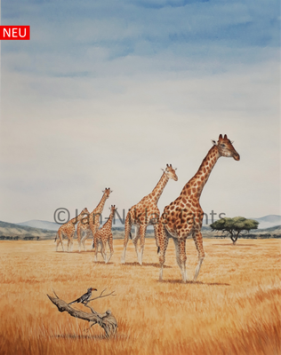 Giraffenherde, 39 x 48.5 cm, 2019, Original verfügbar