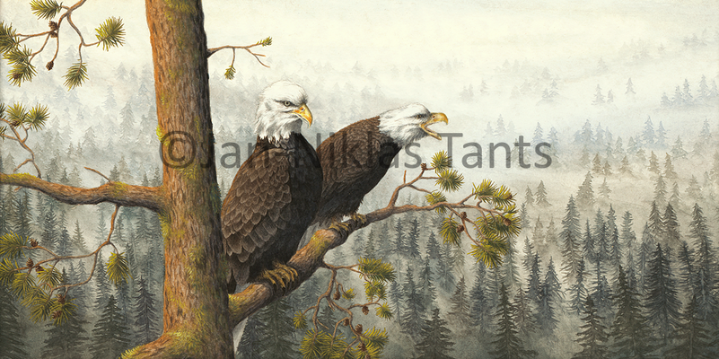 Weißkopfseeadler, 40 x 20 cm , 2018, Drucke verfügbar