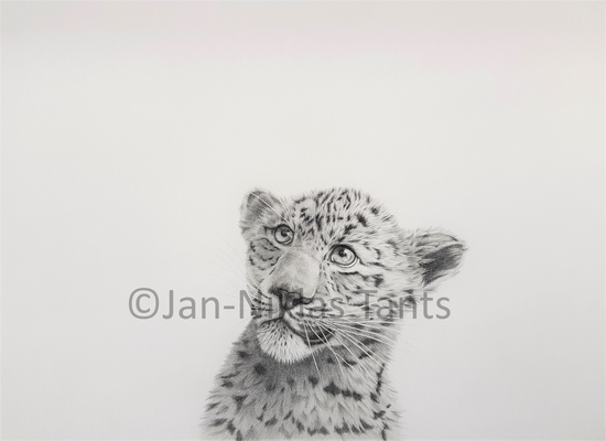Amurleopard Jungtier, 2017, Original verfügbar