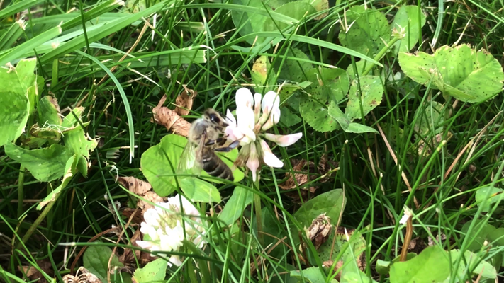 Fleur de trèfle butinée par une abeille en Nouvelle-Zélande