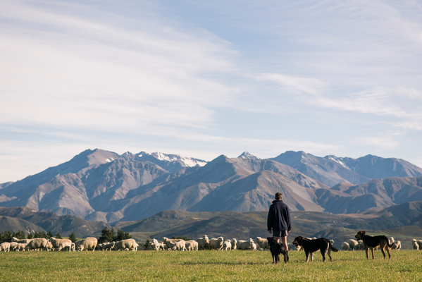Photographie d'un fermier de Nouvelle-Zélande avec ses chiens de berger ainsi que son troupeau de mouton en plein milieu d'un champ avec des montagnes magnifiques en arrière plan