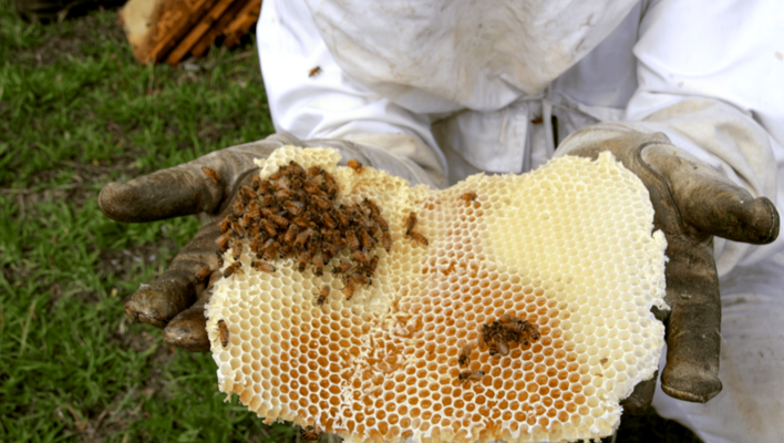 Un apiculteur de Nouvelle-Zélande montre à la caméra un morceau de cire avec des alvéoles remplit de Miel de Manuka frais de Nouvelle-Zélande