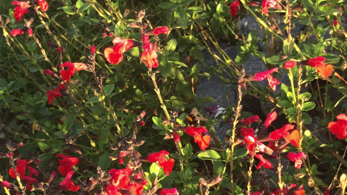 Fleur de Sauge rouge