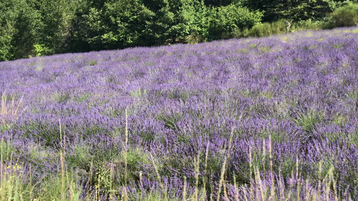 Champ de Lavandes dans le sud de la France Drome