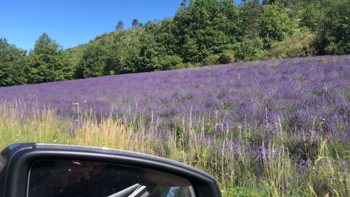 Champ de Lavandes dans le sud de la France Drome