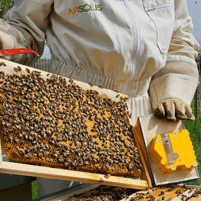Photo d'un apiculteur qui tient un cadre de Miel de Manuka dans une de ses main dans son rucher avec un enfumoir Apisolis dans l'autre main