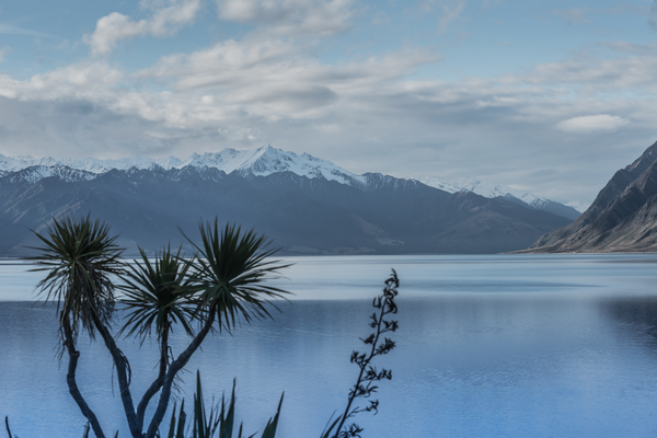 Image d'un palmier en 1er plan suivi d'un court d'eau dans un fjord avec les glaciers de Nouvelle-Zélande au fond