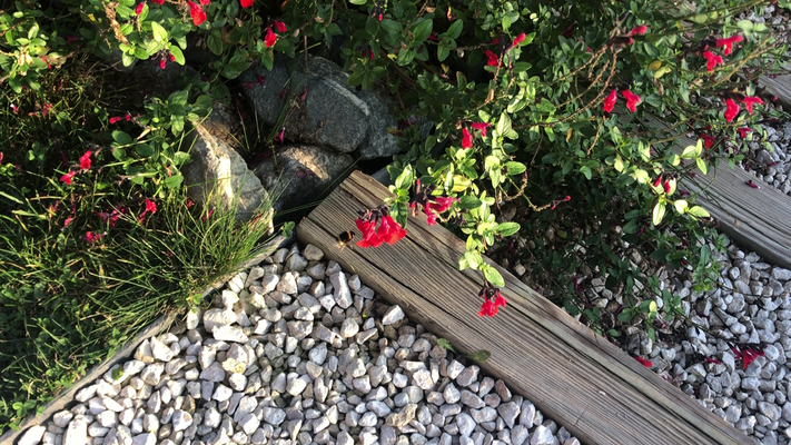 Fleur de Sauge rouge