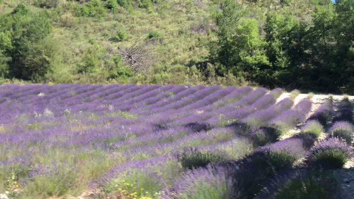 Allées de Lavandes dans le sud de la France Drome
