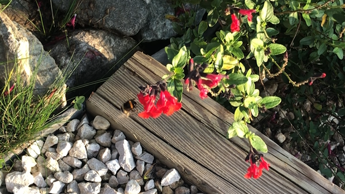 Bourdon sur fleur de Sauge en France