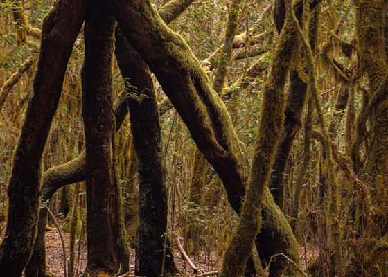 Loorbeerwald auf La Gomera