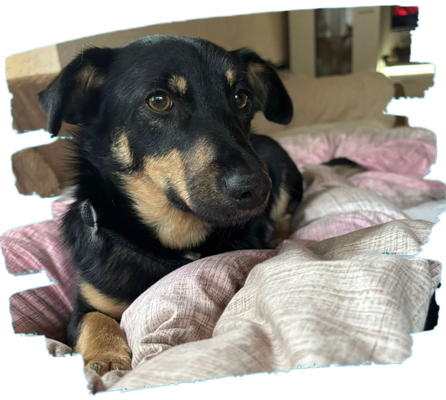 Hunde in Deutschland