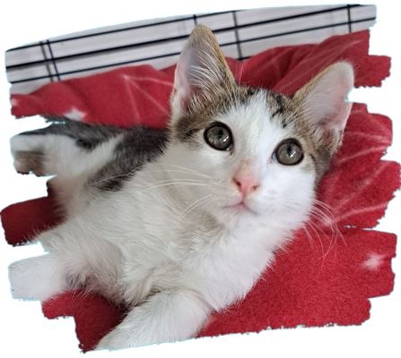 Kater