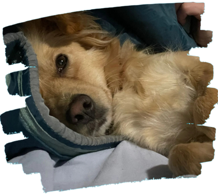 Hunde in der Schweiz