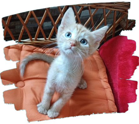 Katzenkinder