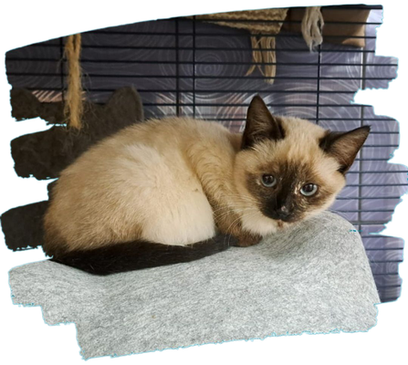 Katzen