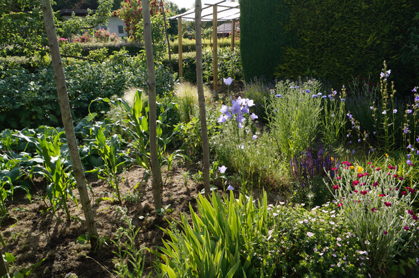 Gemüsebeet Bauerngarten mit Stangenbohnen , Ziermais u.a.