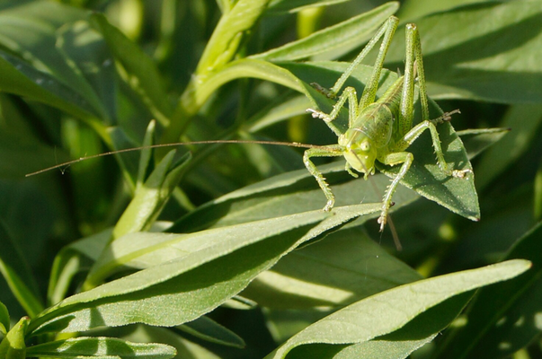 Heupferdchen