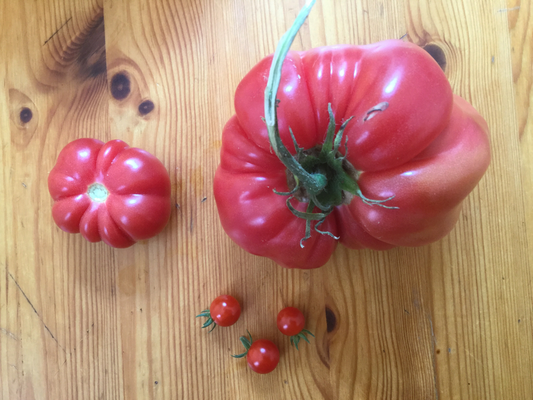 Kleeblatt von Togo, Johannisbeertomaten, Schlesische Himbeere