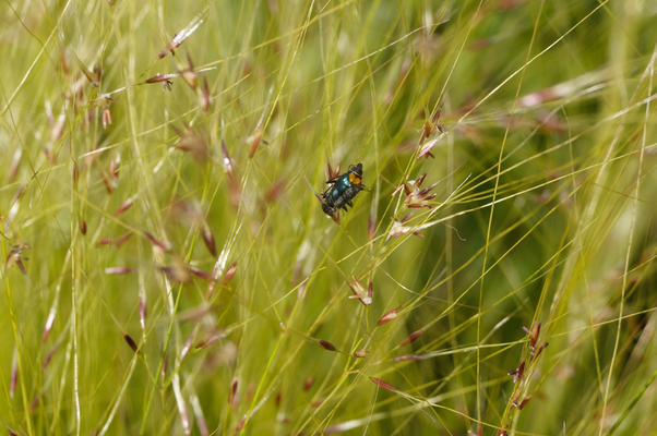 Käfer auf Gräserblüte