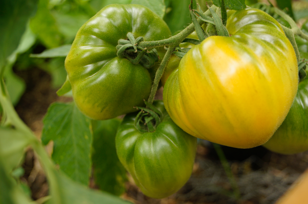 Tomate Honigsüßer Erlöser