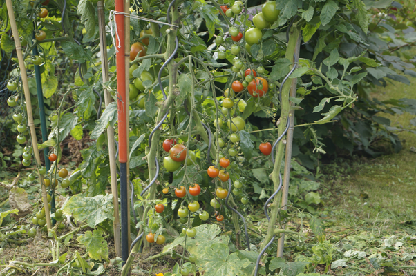 Tomaten auf Hügelbeet