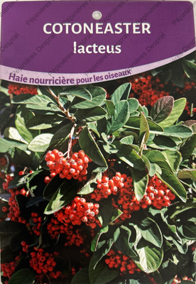cotoneaster lacteus