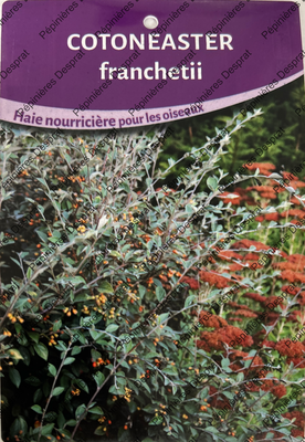 cotoneaster franchetii