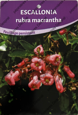 Rubra Macrantha