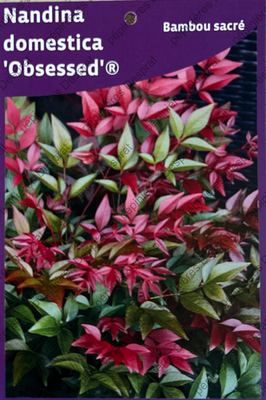 nandina domestica obsessed