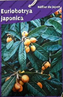 Euriobotrya neflier du japon