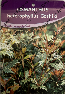 Osmanthus Goshiki