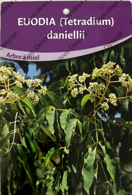 EUODIA DANIELLI