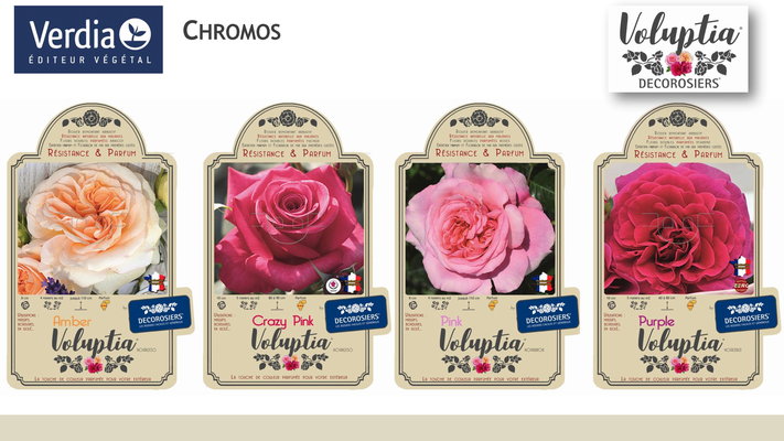 Producteurs Décorosiers et Rosiers