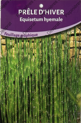 EQUISETUM