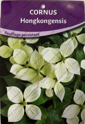 Cornus Hongkongensis
