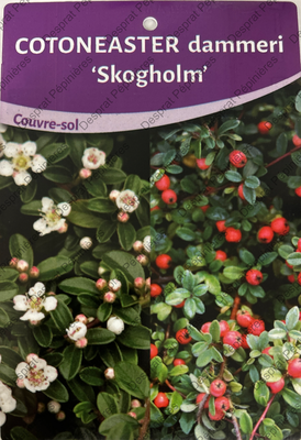cotoneaster skogholm