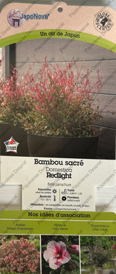 nandina red light