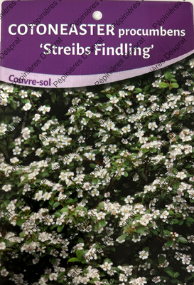 streibs findling